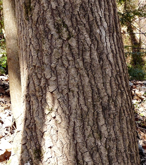 {Populus deltoides}